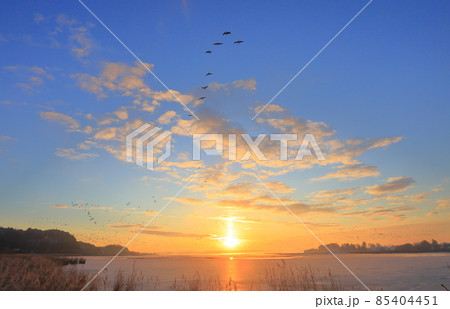 伊豆沼の朝の飛び立ち 85404451