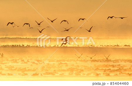 伊豆沼の朝の飛び立ち 85404460