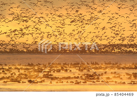 伊豆沼の朝の飛び立ち 85404469