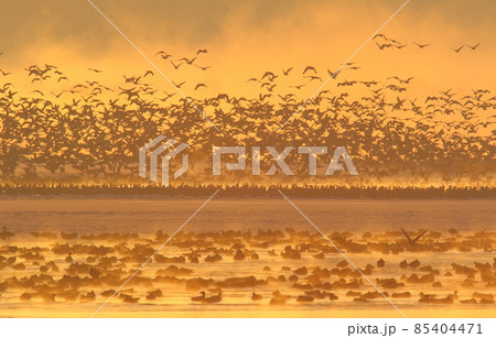 伊豆沼の朝の飛び立ち 伊豆沼の朝の飛び立ち 85404471