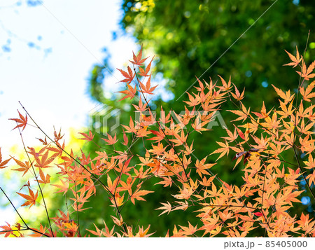 秋の風物詩 美しい紅葉が彩る景色 秋の風物詩 美しい紅葉が彩る景色 85405000