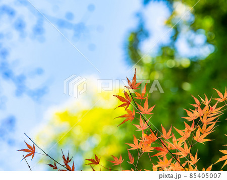 秋の風物詩 美しい紅葉が彩る景色 秋の風物詩 美しい紅葉が彩る景色 85405007