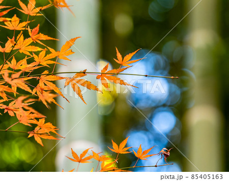 秋の風物詩　美しい紅葉が彩る景色　竹林 85405163