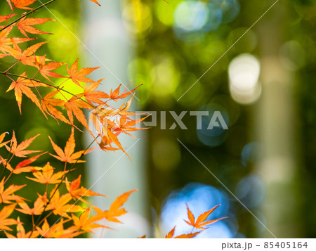 秋の風物詩　美しい紅葉が彩る景色　竹林 85405164