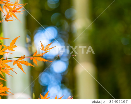 秋の風物詩　美しい紅葉が彩る景色　竹林 85405167