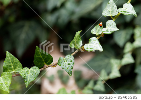 The Coccinellidae ladybug sits on ivy leaves in the garden. Dark background. Front view. 85405585