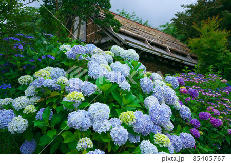花の山寺・普門寺近くの山小屋に咲くアジサイ1　岡山県真庭市 85405767