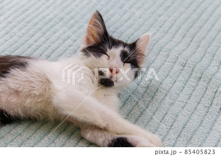 Beautiful cat on a bed at home Beautiful cat on a bed at home 85405823