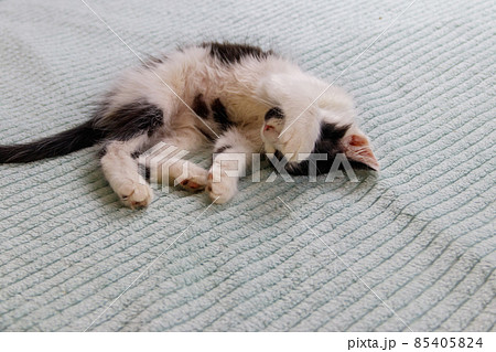 Beautiful cat on a bed at home Beautiful cat on a bed at home 85405824