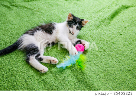 Beautiful kitten playing with a toy on a bed Beautiful kitten playing with a toy on a bed 85405825