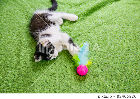 Beautiful kitten playing with a toy on a bed 85405826
