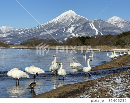 2021年12月の福島県の猪苗代湖から見た磐梯山と白鳥 85406232