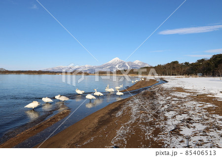 2021年12月の福島県の猪苗代湖から見た磐梯山と白鳥 85406513