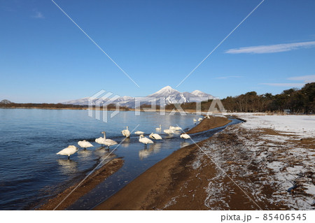 2021年12月の福島県の猪苗代湖から見た磐梯山と白鳥 2021年12月の福島県の猪苗代湖から見た磐梯山と白鳥 85406545