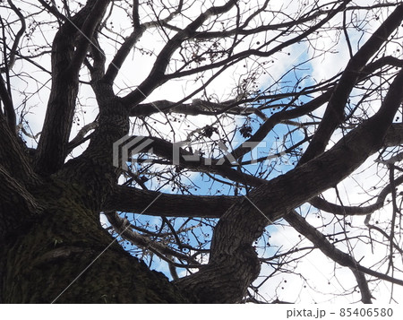 冬のモミジバフウ 85406580