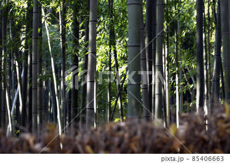 竹 植物 竹林 85406663