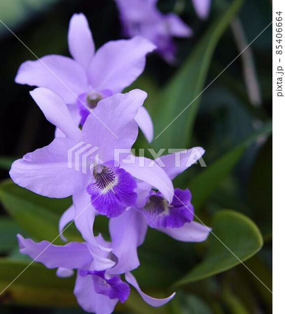 紫色洋蘭　デンドロビウム属　＊縦長長方形構図 85406664