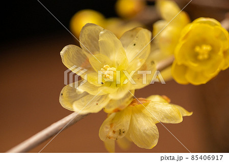 甘い香りのする冬の花 蝋梅 梅 甘い香りのする冬の花 蝋梅 梅 85406917