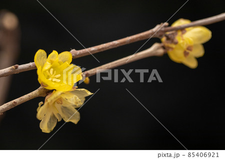 素心蝋梅 梅 素心蝋梅 梅 85406921