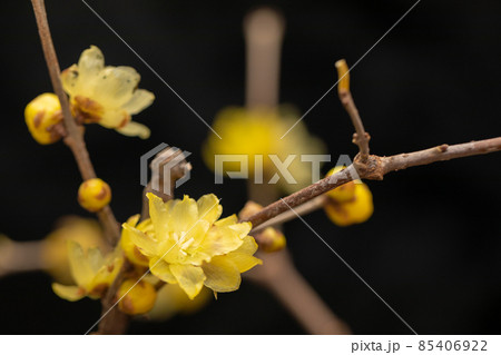 素心蝋梅　梅　黄色いお花 85406922