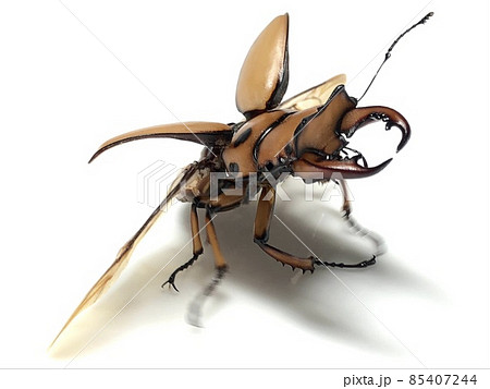 メンガタクワガタ（メリーメンガタクワガタ） Homoderus mellyi 85407244