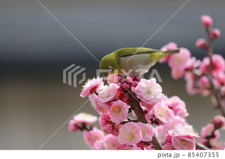 蕾の近くに咲く花の蜜が新鮮で美味しい 85407355