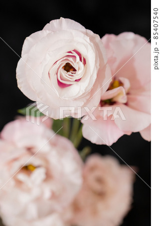 ピンクのトルコキキョウ　恋愛運アップ　大輪 85407540