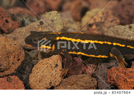 Closeup on a subadult of the Riu Kiu sword-tailed newt, Cynops ensicauda endemic to Japan Closeup on a subadult of the Riu Kiu sword-tailed newt, Cynops ensicauda endemic to Japan 85407664