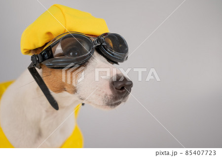 Portrait of jack russell terrier dog in life jacket with diving goggles and pool cap on white background. Portrait of jack russell terrier dog in life jacket with diving goggles and pool cap on white background. 85407723