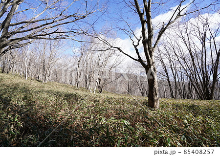 群馬県みどり市 郡界尾根コースの登山口から後袈裟丸山を目指す 広い緩やかな尾根の八重樺原を進む 群馬県みどり市 郡界尾根コースの登山口から後袈裟丸山を目指す 広い緩やかな尾根の八重樺原を進む 85408257