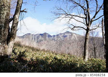 群馬県みどり市 郡界尾根コースの登山口から後袈裟丸山を目指す 広い緩やかな尾根の八重樺原を進む 群馬県みどり市 郡界尾根コースの登山口から後袈裟丸山を目指す 広い緩やかな尾根の八重樺原を進む 85408258