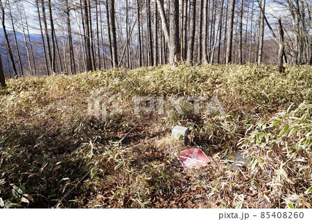 群馬県みどり市 郡界尾根コースの登山口から後袈裟丸山を目指す 広い緩やかな尾根の八重樺原を進む 群馬県みどり市 郡界尾根コースの登山口から後袈裟丸山を目指す 広い緩やかな尾根の八重樺原を進む 85408260
