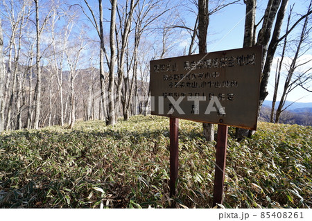 群馬県みどり市 郡界尾根コースの登山口から後袈裟丸山を目指す 広い緩やかな尾根の八重樺原を進む 群馬県みどり市 郡界尾根コースの登山口から後袈裟丸山を目指す 広い緩やかな尾根の八重樺原を進む 85408261