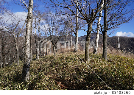 群馬県みどり市　郡界尾根コースの登山口から後袈裟丸山を目指す　広い緩やかな尾根の八重樺原を進む 85408266