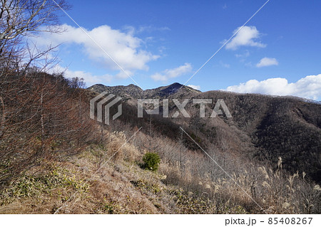 群馬県みどり市　郡界尾根コースの登山口から後袈裟丸山を目指す　広い緩やかな尾根の八重樺原を進む 85408267