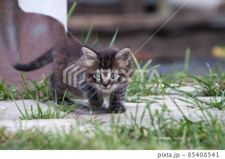 Street little kitten met a dog and is scared. The little kitten ran away from home and got lost in 85408541