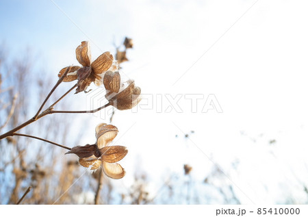 枯れた芙蓉(フヨウ) 枯れた芙蓉(フヨウ) 85410000