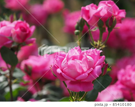 バラ「ピンクダブルノックアウト」 バラ「ピンクダブルノックアウト」 85410180