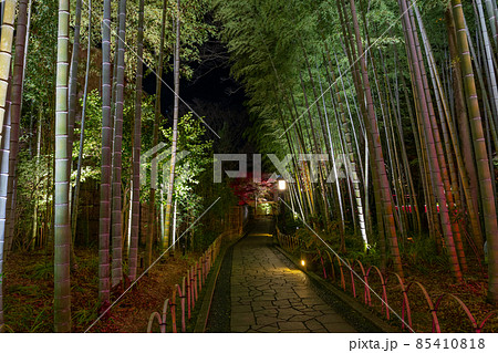 静岡県伊豆市修善寺 修善寺温泉街 竹林の小径 静岡県伊豆市修善寺 修善寺温泉街 竹林の小径 85410818
