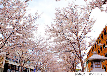 【神奈川】春の鎌倉 桜が満開の鶴岡八幡宮参道 【神奈川】春の鎌倉 桜が満開の鶴岡八幡宮参道 85410870