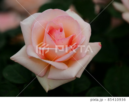 バラ「エンプレスミチコ」 85410936