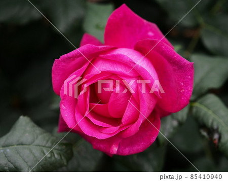 バラ「ゲーテローズ」 バラ「ゲーテローズ」 85410940