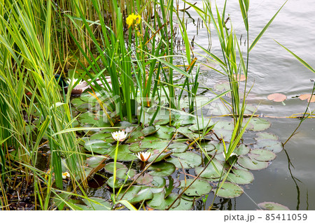 A wild duck swims on a pond in reeds with river lilies to hide in leafy plants and to be invisible, wildlife. A wild duck swims on a pond in reeds with river lilies to hide in leafy plants and to be invisible, wildlife. 85411059
