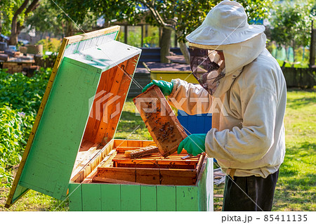 a beekeeper in a protective suit examining honeycomb in a hive in an apiary on a sunny day a beekeeper in a protective suit examining honeycomb in a hive in an apiary on a sunny day 85411135
