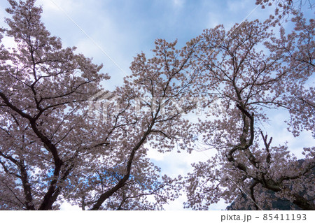 満開の桜 満開の桜 85411193