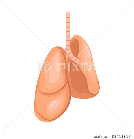 Human Organs Lungs Composition 85411317