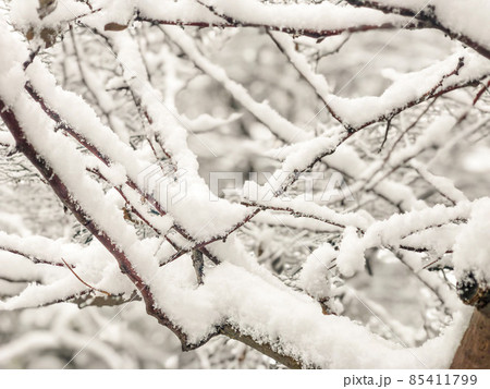 winter background with tree branches under snow at park 85411799