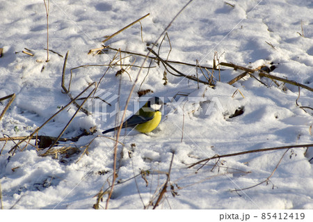 The titmouse bird searches for food on the ground covered with snow. 85412419