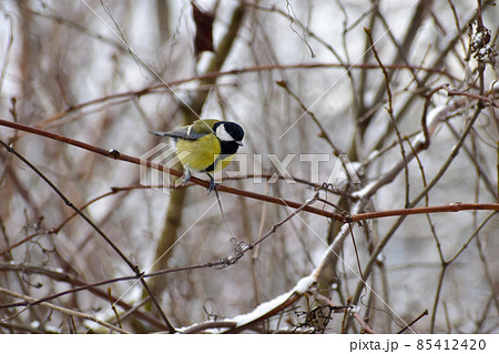 A titmouse sits on a tree branch and examines something on the ground. A titmouse sits on a tree branch and examines something on the ground. 85412420