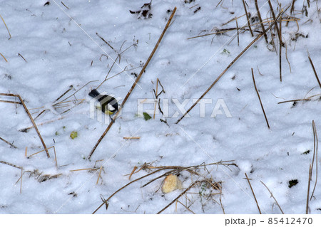 The bird tit sits on a stalk of dry grass. The bird tit sits on a stalk of dry grass. 85412470